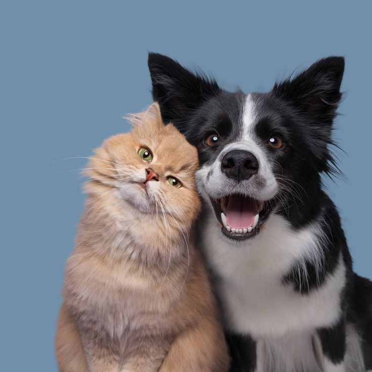 Top 5 Toys for Active Dogs